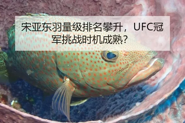宋亚东羽量级排名攀升，UFC冠军挑战时机成熟？